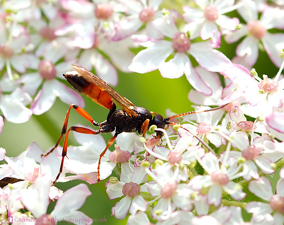 Parisatoid Wasp