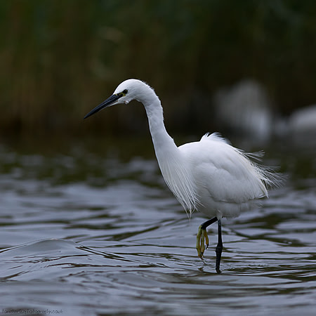 Little Egret