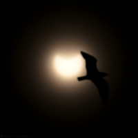 Partial Solar Eclipse - Bird Silhouette