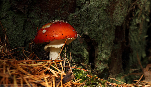 Fly Agaric