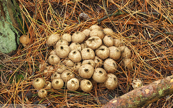 Common Puffball