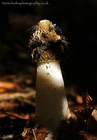 Common Stinkhorn