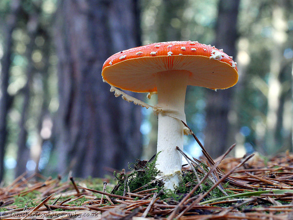 Fly Agaric