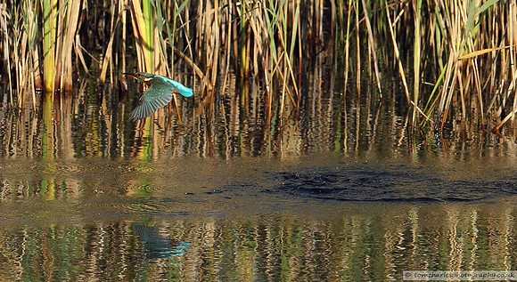 Kingfisher