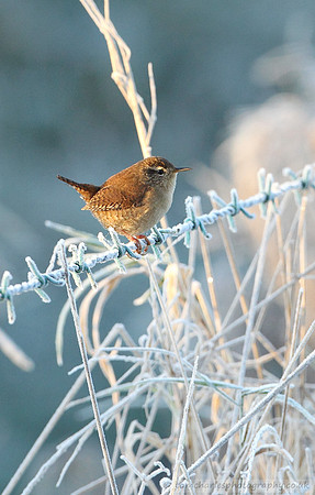 Wren