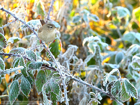 Wren