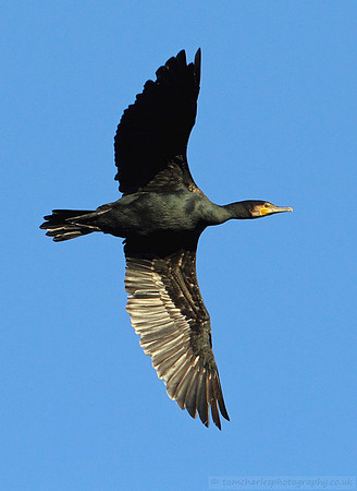 Cormorant