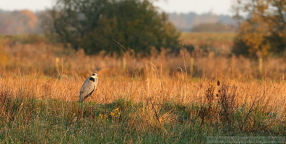 Morning Heron