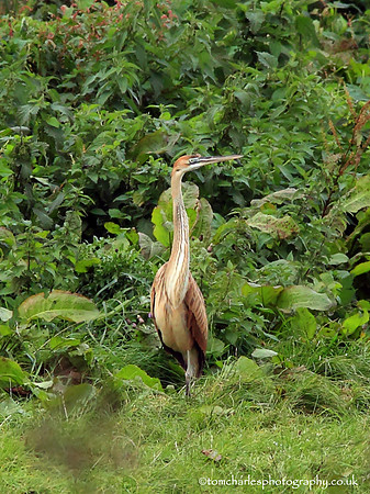 Purple Heron - Juvenile