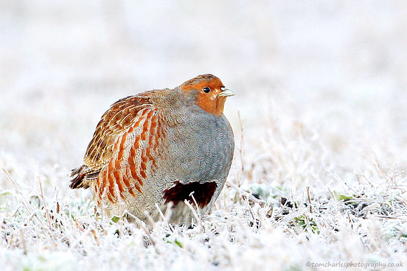 Grey Partridge