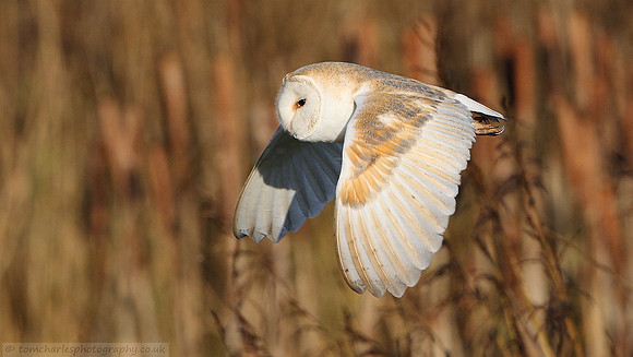 Barn Owl