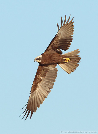 Marsh Harrier - Female