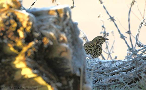 'Peekaboo' Song Thrush