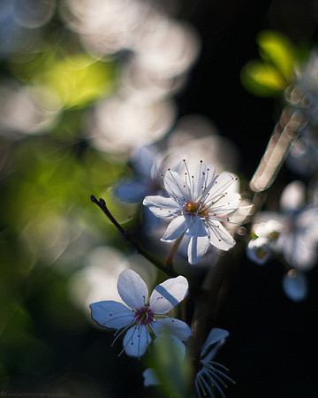 Spring Blossom - 2
