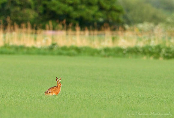 Spring Hare