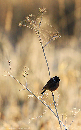 Pause From Winter