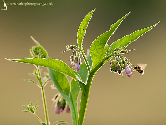 Bee and Comfrey