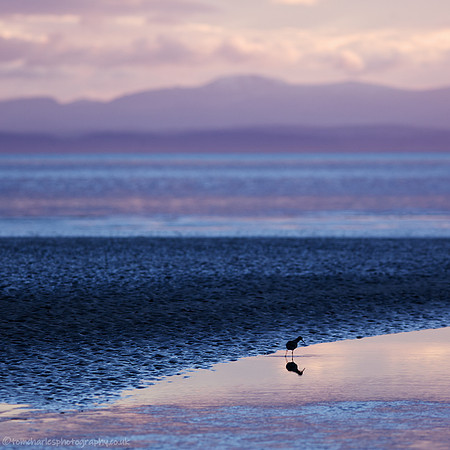 Redshank, Violet Glow