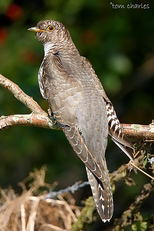 Cuckoo - Juvenile