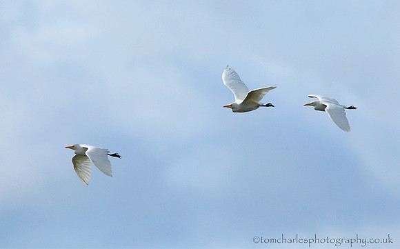 Cattle Egret
