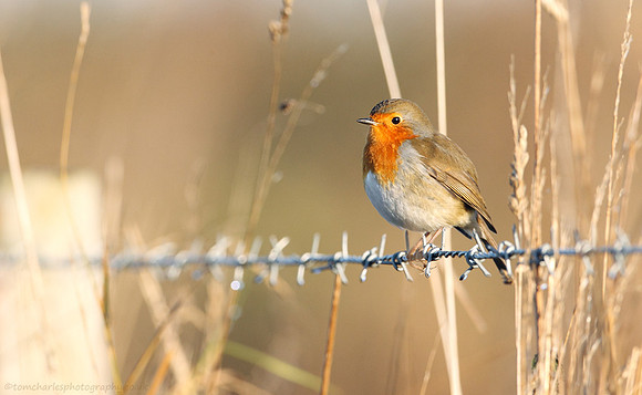 Robin