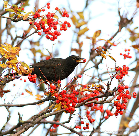 Blackbird and Rowan Berries