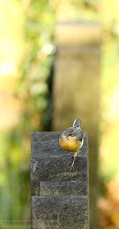Grey Wagtail