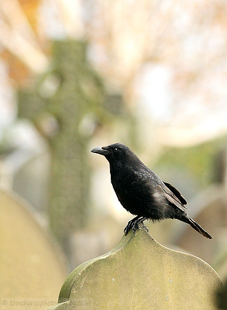 Crow