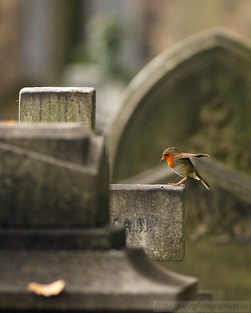 Robin
