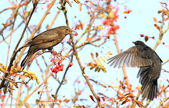 Blackbird female and male