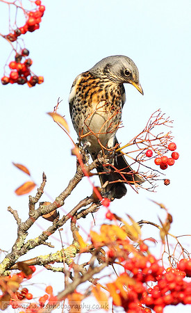 Fieldfare