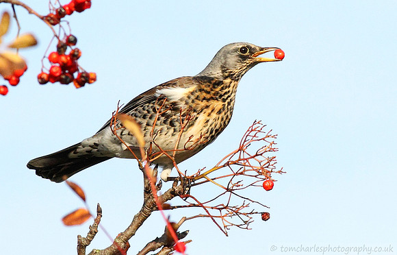 Fieldfare