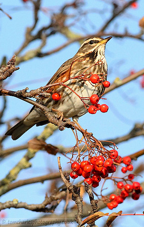 Redwing