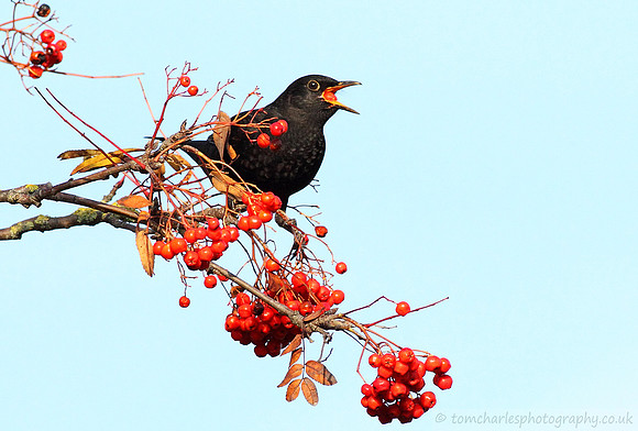 Blackbird-male