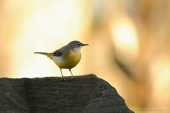 Grey Wagtail