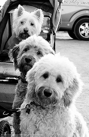 Triple Trouble