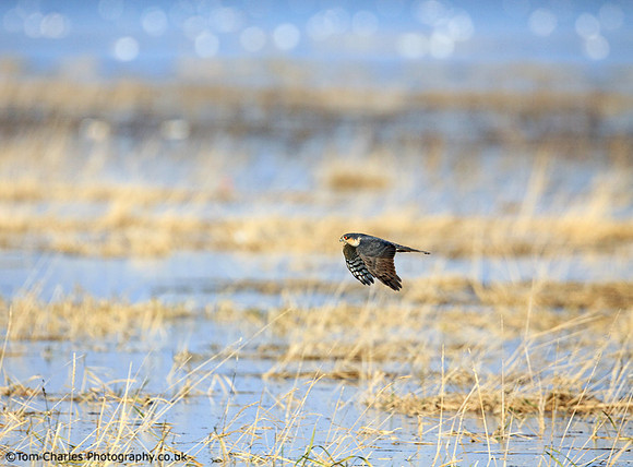 Sparrowhawk - male