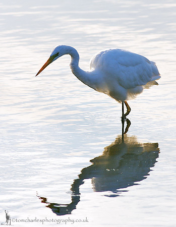 Great White Egret