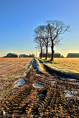 'Three Trees'