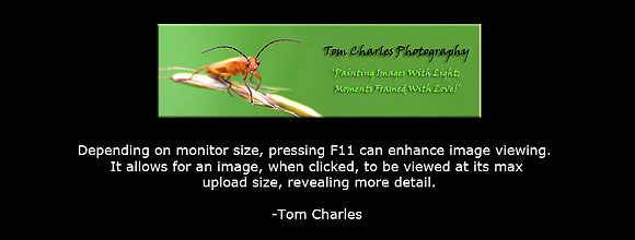 Image Viewing