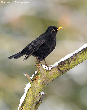Blackbird - male