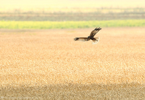 Hunting Male Marsh Harrier
