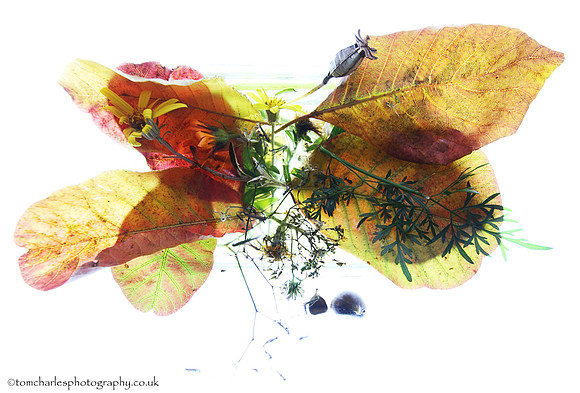 A Bit of Autumn