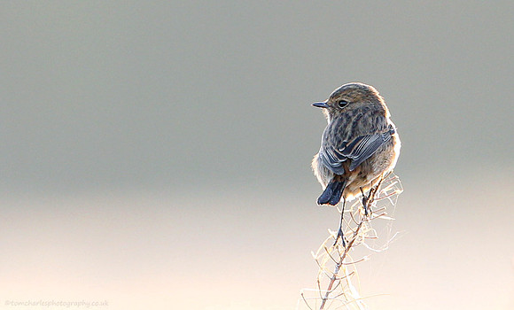 Stonechat - female