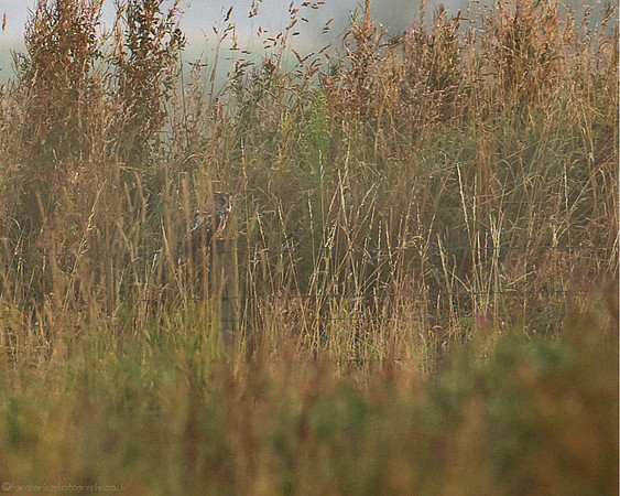 Long-eared Owl - (Asio otus) - 4