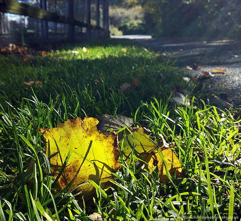 Leaf Trail