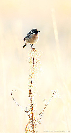 Winter Light Sentry