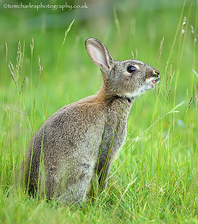 'Fresh Nibbles'