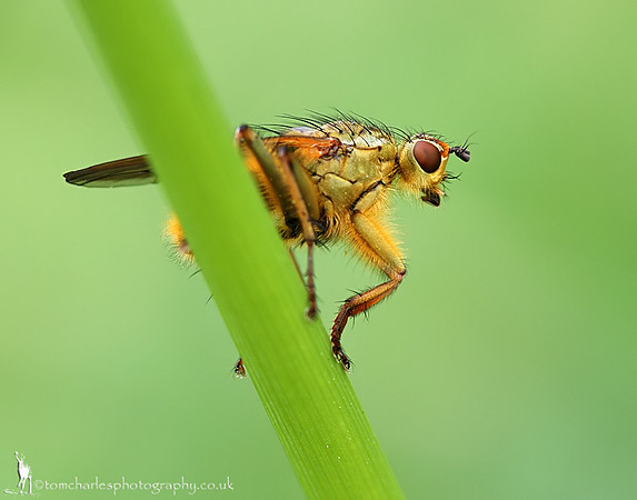 Yellow Dung Fly