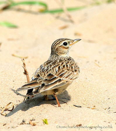 Lark In The Sand
